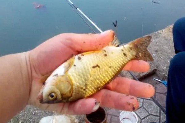 春季钓鲫鱼选几号钩，根据目标体重决定钩号