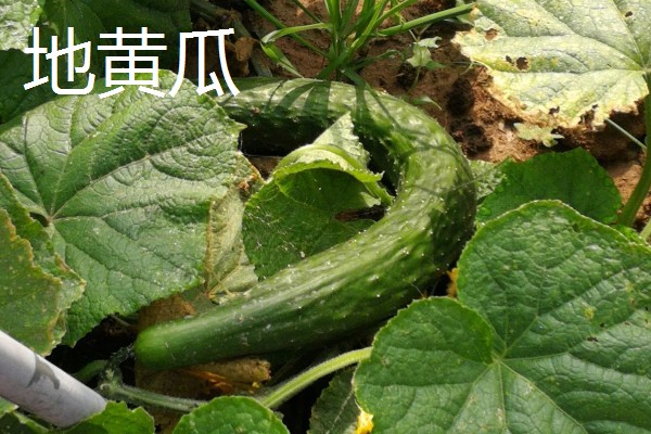 口感好的黄瓜品种，推荐地黄瓜、白玉黄瓜等