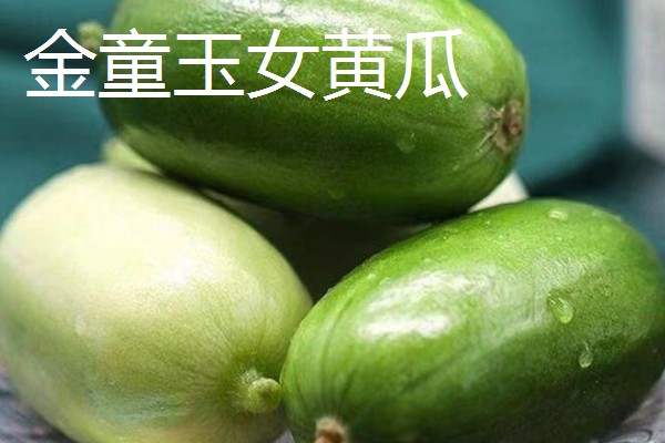 口感好的黄瓜品种，推荐地黄瓜、白玉黄瓜等