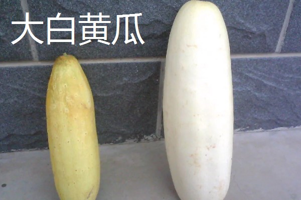 口感好的黄瓜品种，推荐地黄瓜、白玉黄瓜等