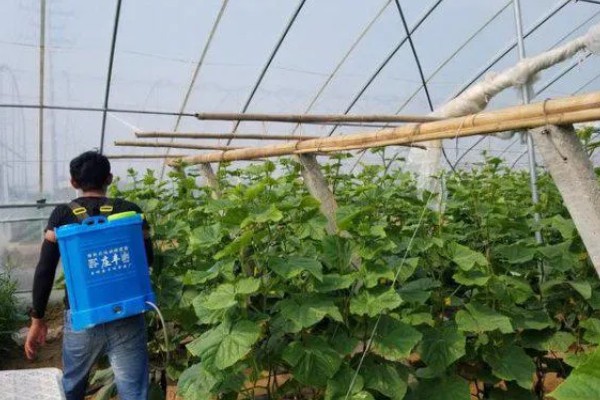 口感好的黄瓜品种，推荐地黄瓜、白玉黄瓜等