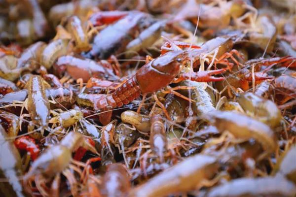 小龙虾开春几月份喂食,3月份就可以