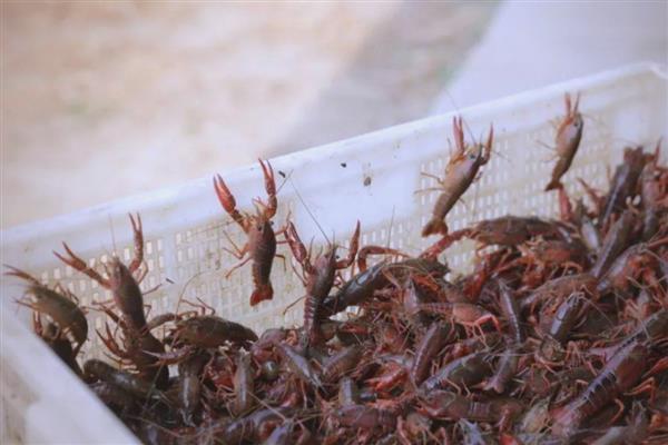 小龙虾开春几月份喂食,3月份就可以