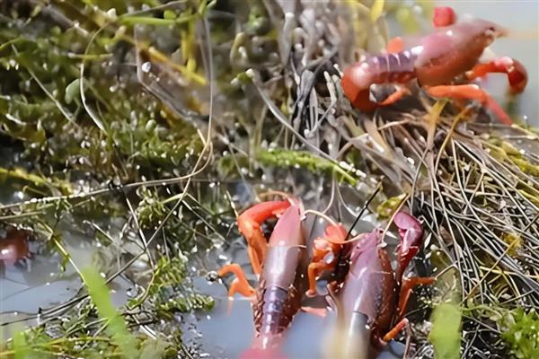 小龙虾开春几月份喂食,3月份就可以