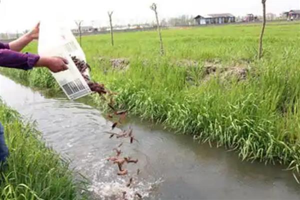 小龙虾开春几月份喂食,3月份就可以
