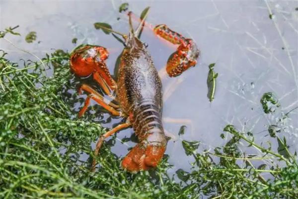 小龙虾开春几月份喂食,3月份就可以