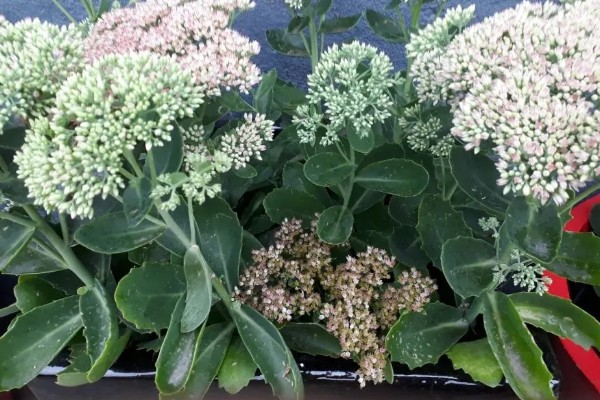 八宝景天要不要打顶，出现徒长情况才能打顶