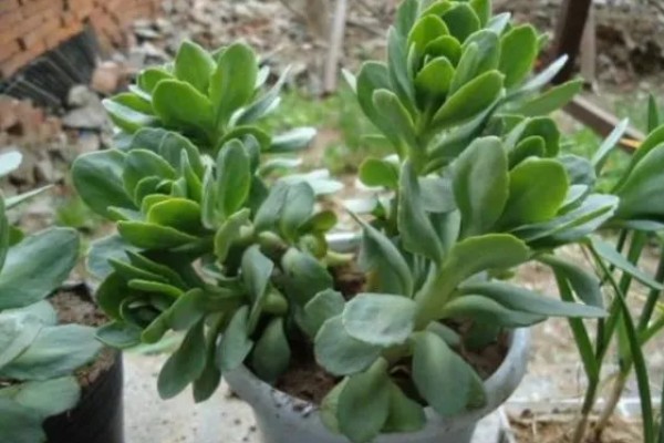 八宝景天要不要打顶，出现徒长情况才能打顶