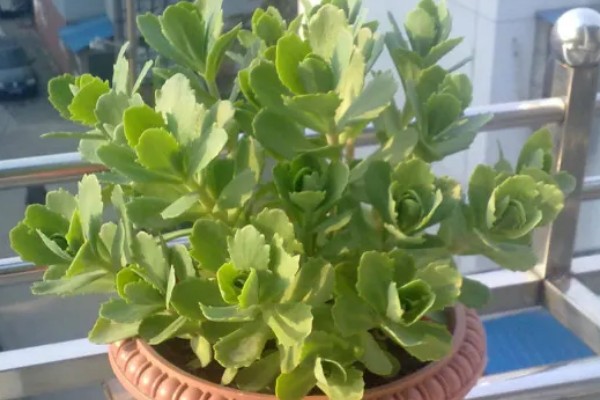 八宝景天要不要打顶，出现徒长情况才能打顶