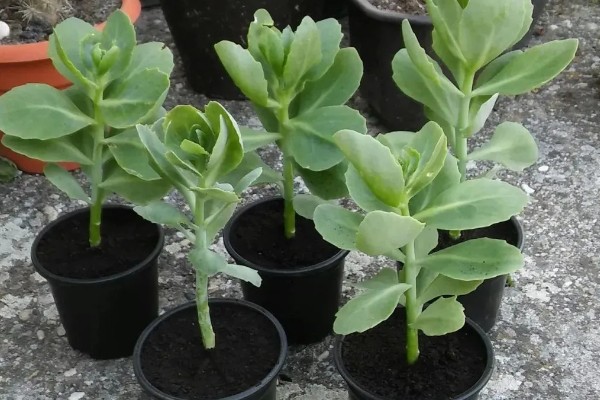 八宝景天要不要打顶，出现徒长情况才能打顶