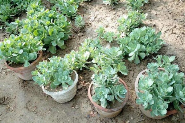 八宝景天要不要打顶，出现徒长情况才能打顶