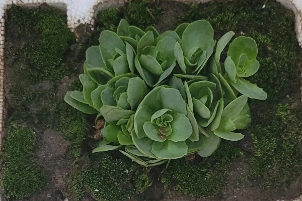 八宝景天要不要打顶，出现徒长情况才能打顶