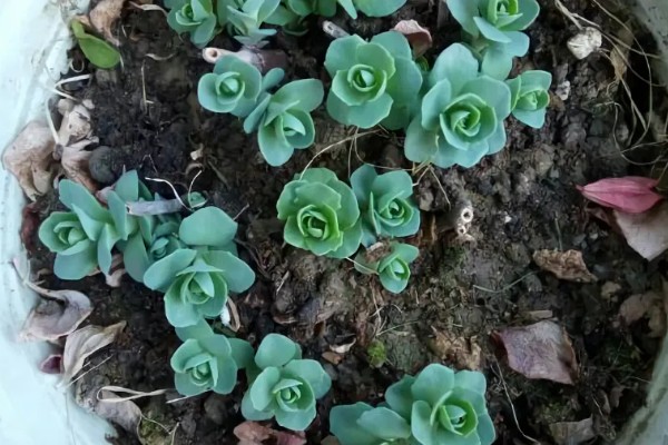 八宝景天要不要打顶，出现徒长情况才能打顶