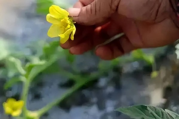 西瓜如何授粉，可通过虫媒或风力授粉