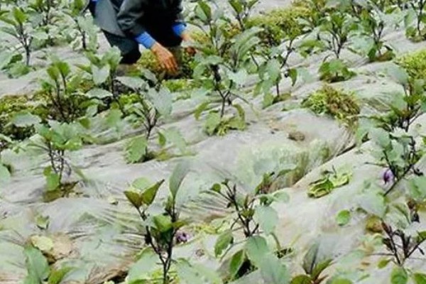 茄子的夏季施肥注意事项，不宜偏施氮肥