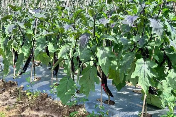 茄子的夏季施肥注意事项，不宜偏施氮肥