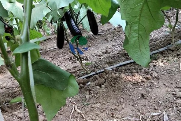 茄子的夏季施肥注意事项，不宜偏施氮肥