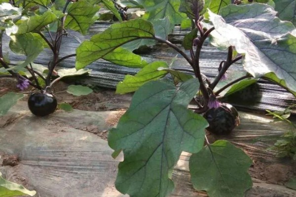 茄子的夏季施肥注意事项，不宜偏施氮肥