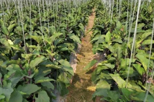 茄子的夏季施肥注意事项，不宜偏施氮肥