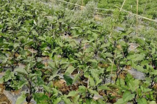 茄子的夏季施肥注意事项，不宜偏施氮肥