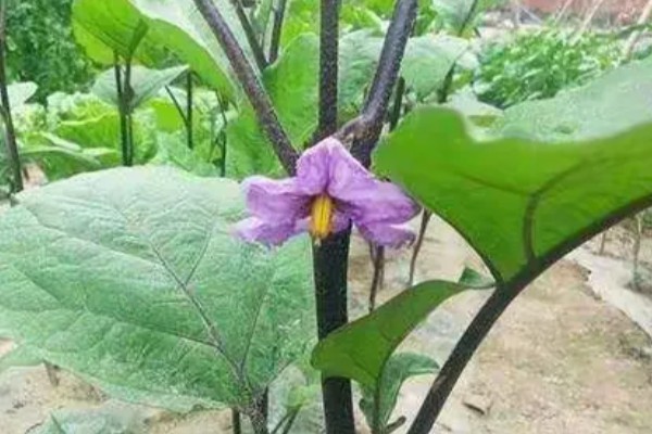 茄子的夏季施肥注意事项，不宜偏施氮肥