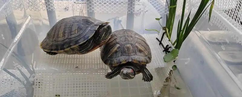 在家里怎么养龟，每天都要让它晒晒太阳