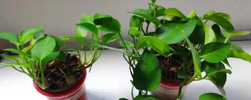 绿萝的浇水间隔,夏季每隔1-2天浇一次