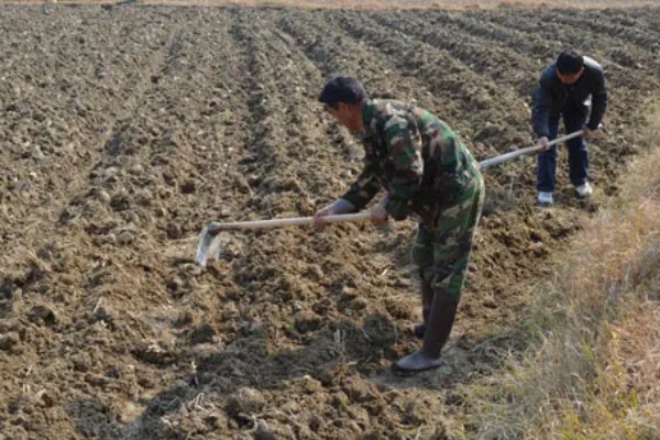 露地甜椒高产方法，开花结果期追施氮磷钾复合肥等肥料