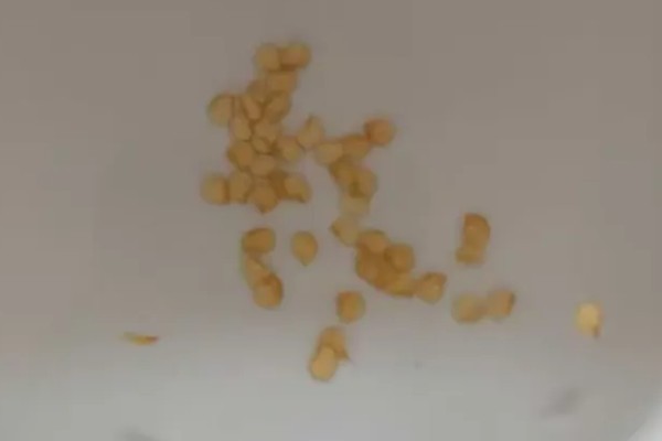 露地甜椒高产方法，开花结果期追施氮磷钾复合肥等肥料