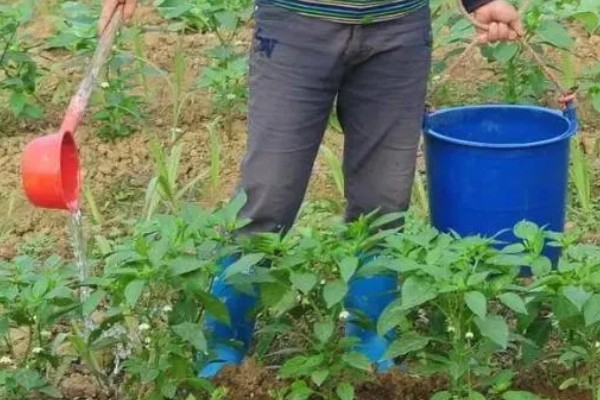 露地甜椒高产方法，开花结果期追施氮磷钾复合肥等肥料