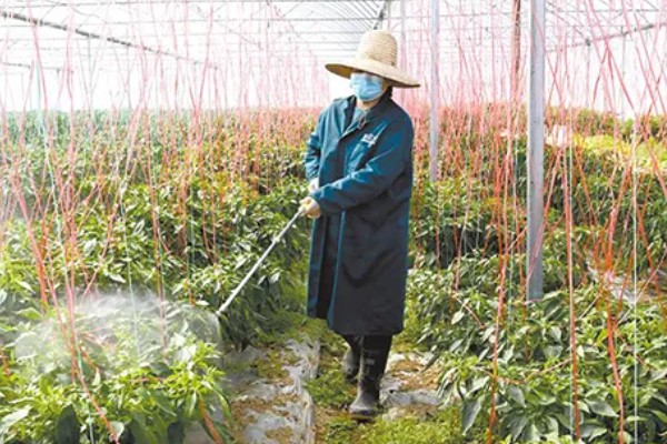 露地甜椒高产方法，开花结果期追施氮磷钾复合肥等肥料