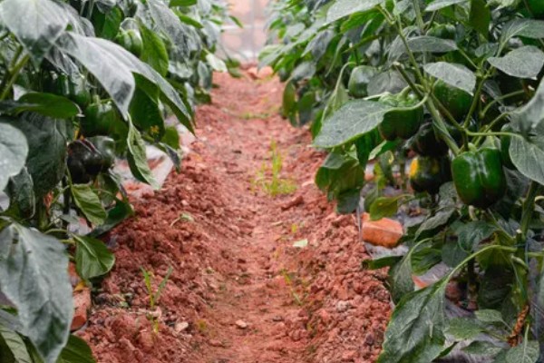 露地甜椒高产方法，开花结果期追施氮磷钾复合肥等肥料