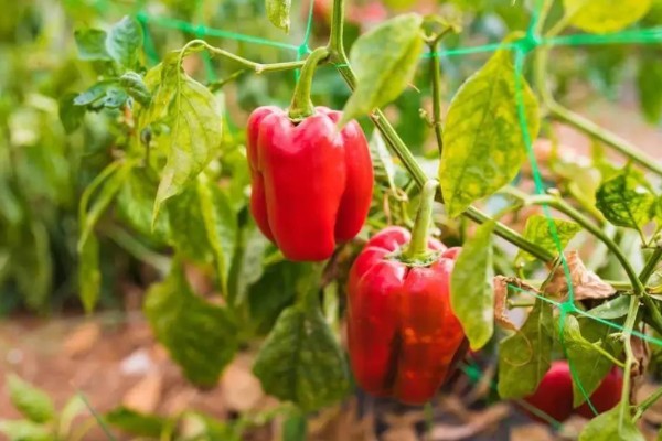 露地甜椒高产方法，开花结果期追施氮磷钾复合肥等肥料