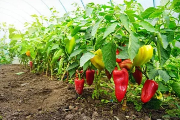 露地甜椒高产方法，开花结果期追施氮磷钾复合肥等肥料