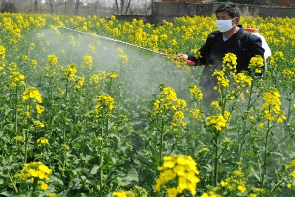 油菜的播种时间,春油菜可在3-4月份播种