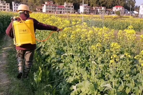 油菜的播种时间,春油菜可在3-4月份播种