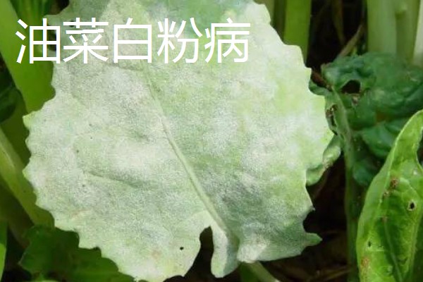 油菜的播种时间,春油菜可在3-4月份播种