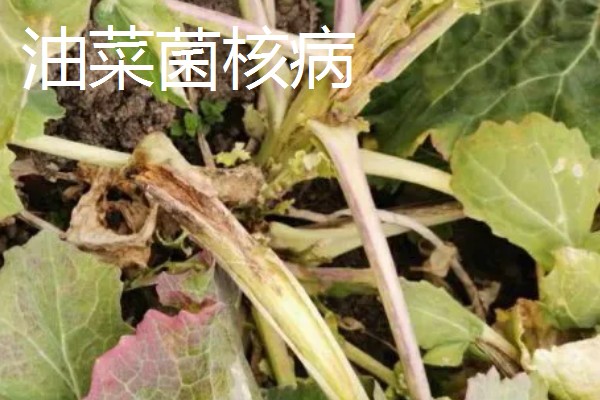 油菜的播种时间,春油菜可在3-4月份播种