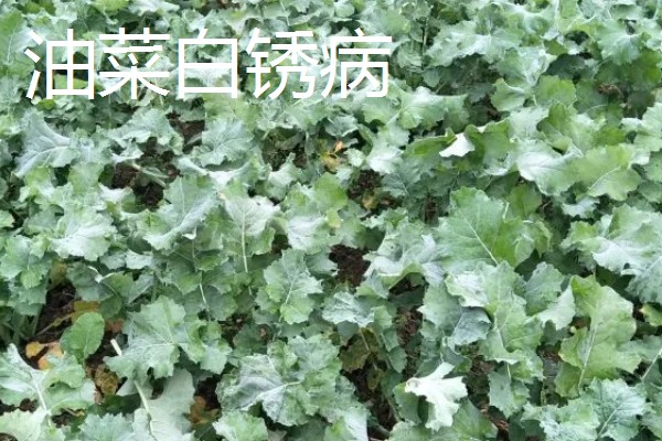 油菜的播种时间,春油菜可在3-4月份播种