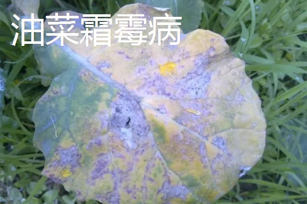油菜的播种时间,春油菜可在3-4月份播种