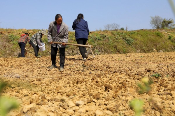 油菜的播种时间,春油菜可在3-4月份播种