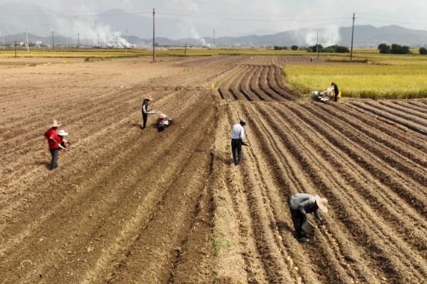 油菜的播种时间,春油菜可在3-4月份播种
