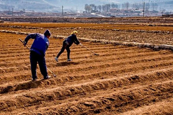 油菜的播种时间,春油菜可在3-4月份播种