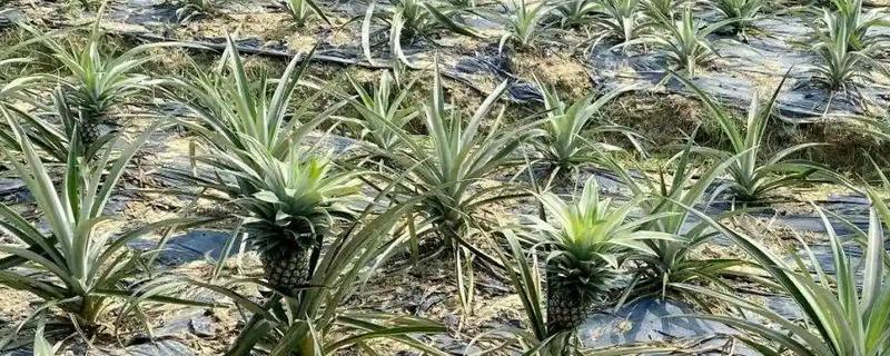 菠萝和凤梨是不是同一种水果，是同一种水果