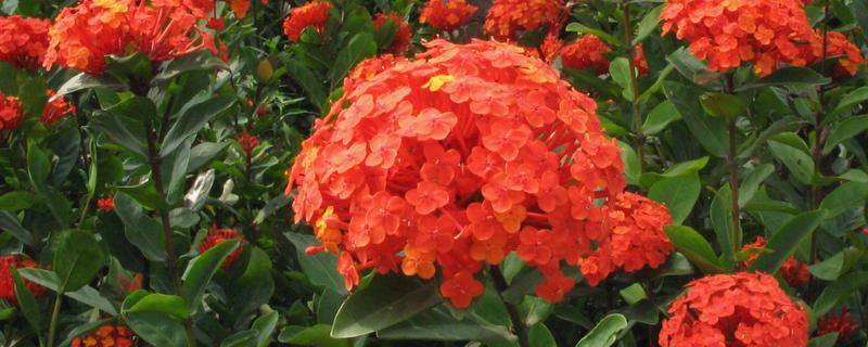 仙丹花怎么养殖,每天最少提供8小时的光照