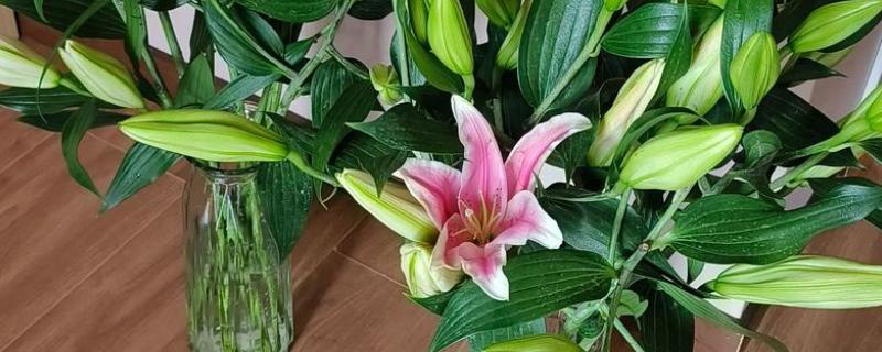 百合花的花期，一般为4-7月份