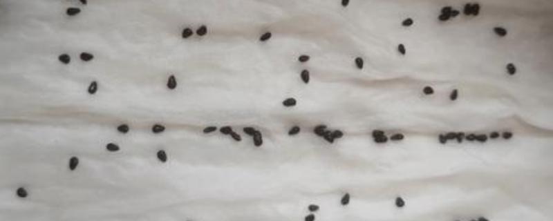 火龙果种子有什么特点，呈芝麻粒大小