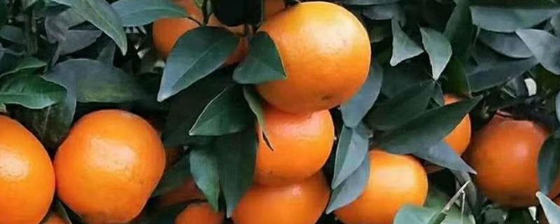 沃柑苗有什么好品种，091无核沃柑、096无核沃柑等品种值得考虑