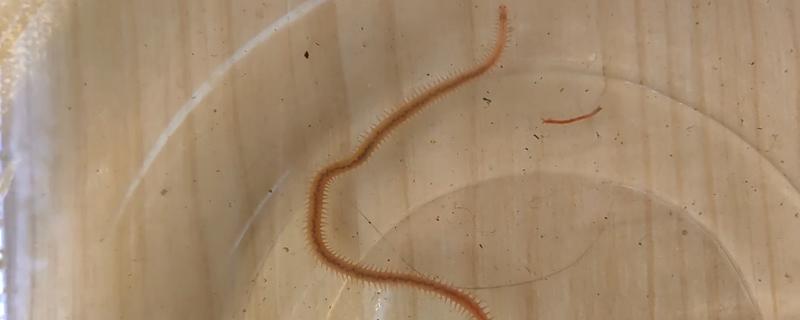 鱼缸内的红色细长虫是什么，可能是摇蚊幼虫或水蚯蚓