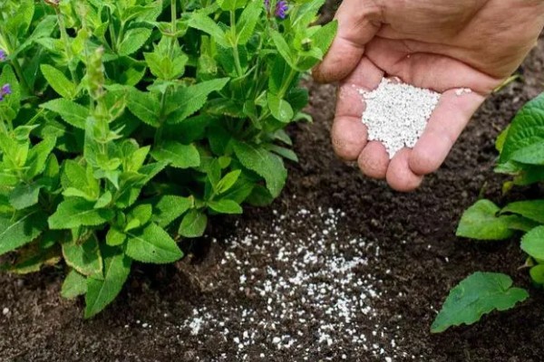 幼苗能施尿素吗，幼苗可以施加尿素